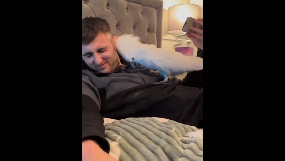 Cockatoo climbs and plays on owner's chest in Middlesbrough, UK