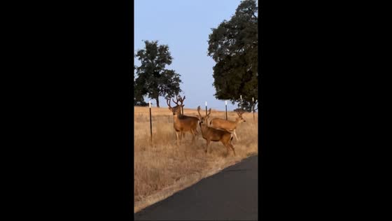 Mule deer herd crosses fence, one left behind in Placerville, California, USA