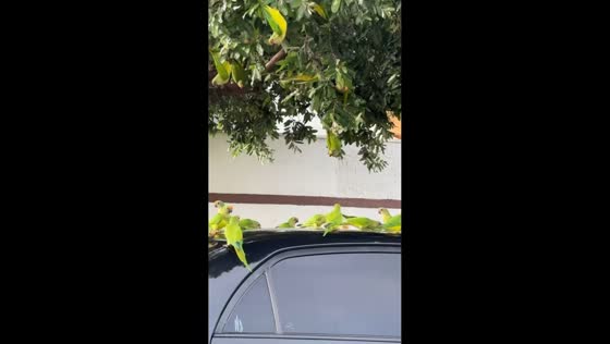 Parakeets gather on car rooftop in Rondonopolis, Brazil