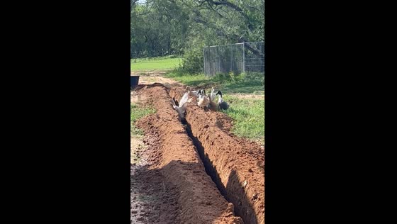 Duck falls into shallow trench in Texas