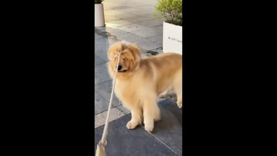 Dog slips free from leash in Jiangxi, China