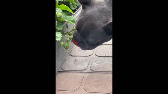 Dog named Cosmos enjoys fresh strawberry in Ulyanovsk, Russia