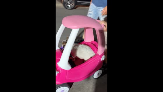 Toddler’s pet ride ends in a funny mishap in Manatí, Puerto Rico, USA