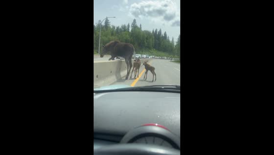 Mother moose guides twin calves across highway near Prince George, Canada