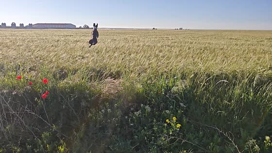 Dog energetically chases rabbit in field in Sahagun, Spain