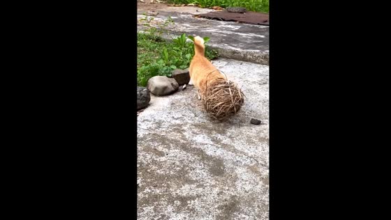 Mischievous cat caught in the act of bird nest mischief