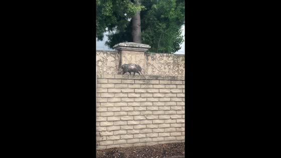 Mother possum carries nine joeys along backyard wall in Oakley, California, USA