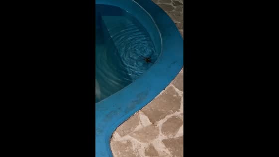 Large spider falls into pool and struggles to escape in Tucumán, Argentina