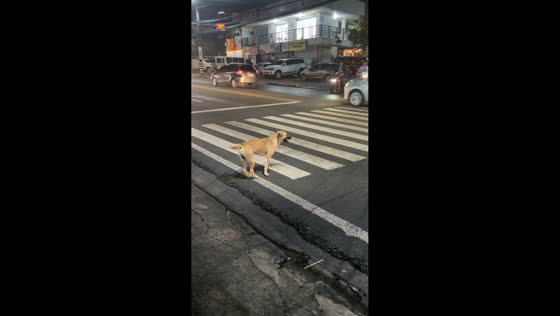 Dog displays impeccable pedestrian etiquette on a busy road in Marikina, Philippines