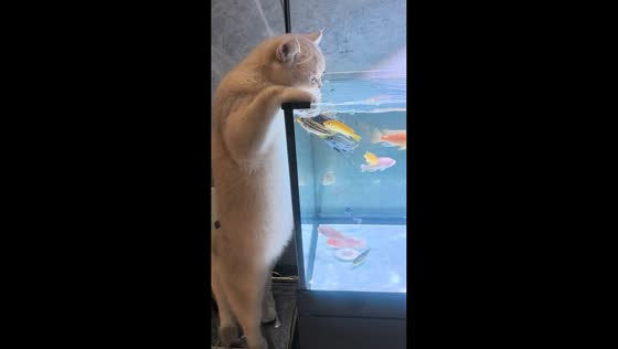 Cat drinks water from a fish tank in Guangdong, China