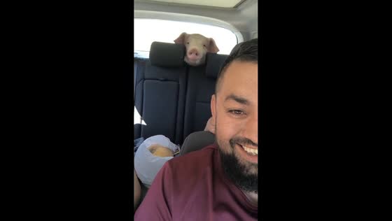 Large pig surprises passengers by peeking over back seat in Verești, Romania
