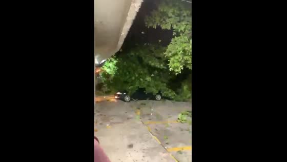 Strong winds cause trees to fall in Barranquilla