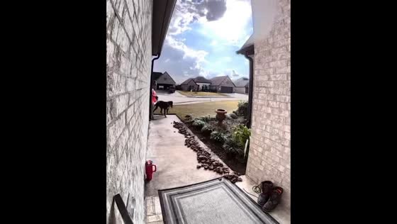 Woman slips while managing dog during yard work in Beaumont, Texas, USA