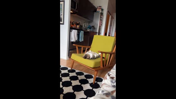 Cat relaxes on armchair in Toronto, Canada