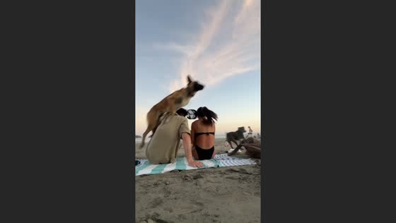 Dogs leap over relaxing couple in Guanacaste, Costa Rica