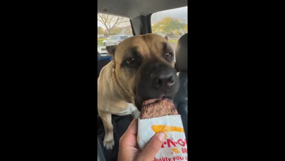 Cane Corso quickly eats burger patty in California, USA