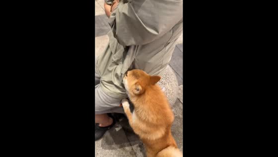 Dog tries to steal food from owner's clothes pocket in Hubei, China