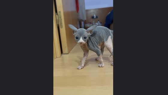 Sphynx kitten Thanos goes viral with hilarious bristle and snort