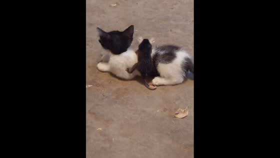 Cat carries possum on its back in Navolato, Mexico