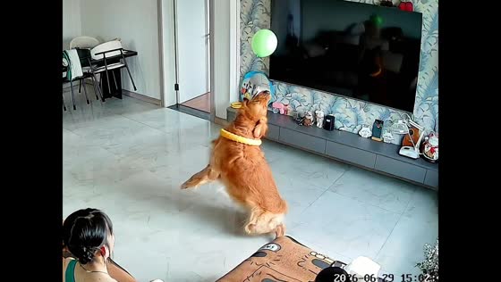 Playful golden retriever keeps balloon afloat in Heilongjiang, China