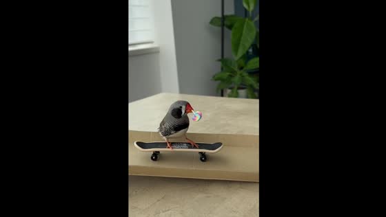 Bird skates on mini board and picks candy toy for treats in Tokyo