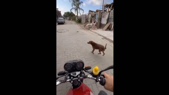 Playful encounter: motorbiker chases barking dog in Gurupi, Brazil