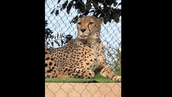 Cheetah spotted resting with tongue out at Balboa Park