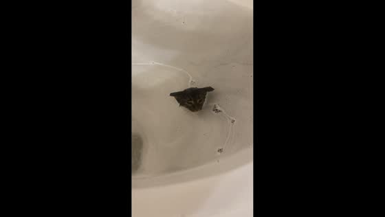 Cat calmly enjoys a bath in West Virginia, USA
