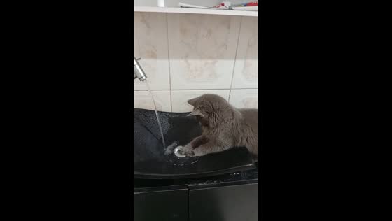 Cat repeatedly covers sink drain with paw in Maricá, Brazil
