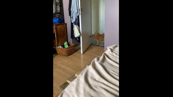 Polite cat knocks before entering room