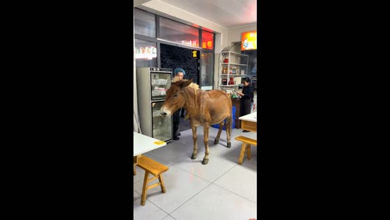 Mule wanders into restaurant and gets lured out with lettuce in Sichuan, China