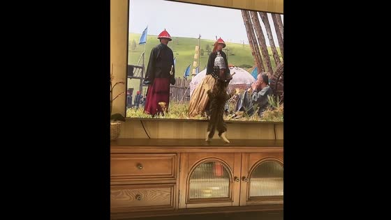 Cat jumps at warriors on TV in Beijing 
