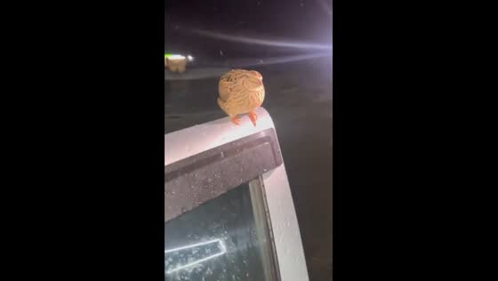 Sleepy bird perched on car door in snowstorm in Northern Kazakhstan
