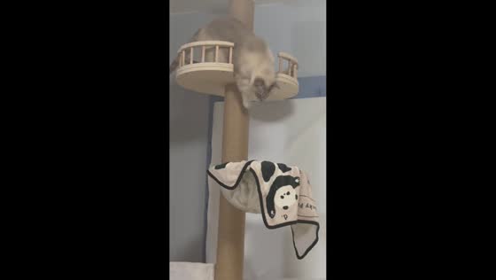 Cat misjudges jump from cat tree in Beijing, China