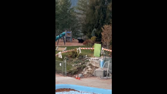 Encounter with playful bears: Nelson, BC