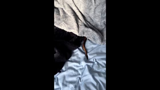 Blissful weekend anticipation: Dexter's tail wags from beneath the blankets!