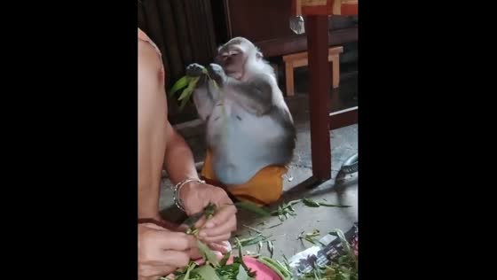 Monkey helps grandma prepare vegetables in Jakarta 