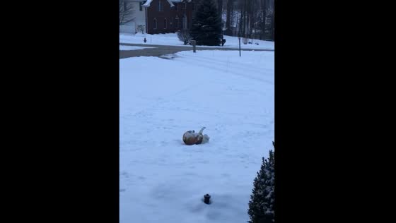 The adorable bulldog loves to slide and play in the snow.