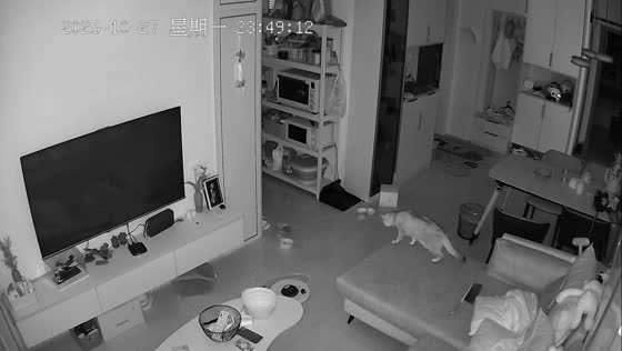 Cat narrowly avoids falling wall clock in Beijing, China