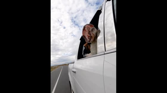 The adorable Saint Bernard dog enjoys truck rides captured on GoPro