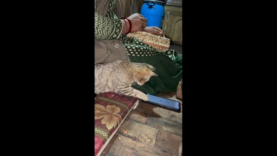 Cat caught swiping through phone and watching video in Himachal Pradesh, India
