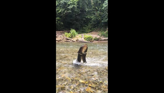 Two monitor lizards wrestle upright in river in Tangkahan, Indonesia
