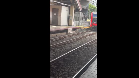 Train driver saves dog running on rracks in Manila