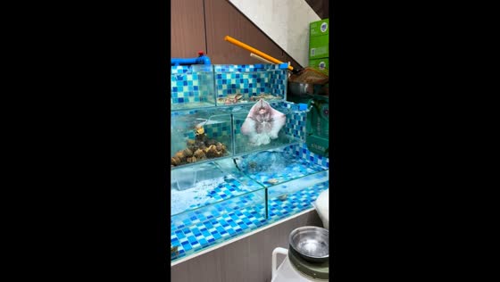Manta ray splashes against aquarium wall in Liaoning, China
