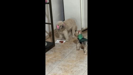 Dog growls to scare smaller dog in Puerto Ordaz, Venezuela