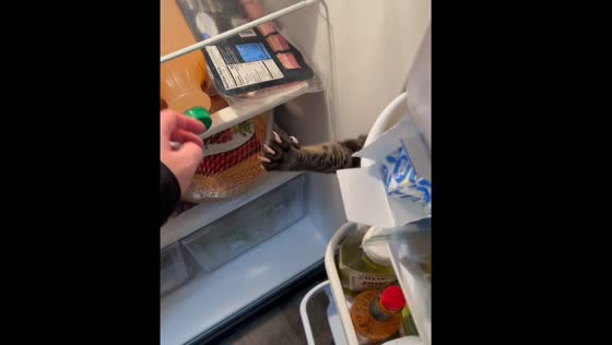 Cat attempts to claw through fridge door in Detroit