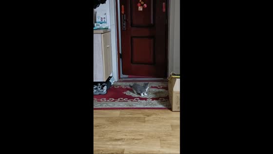 Stray cat cautiously explores new home in Shandong, China 