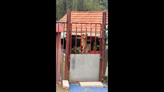 Mischievous brown dog jumps and barks playfully outside gate in Shandong, China
