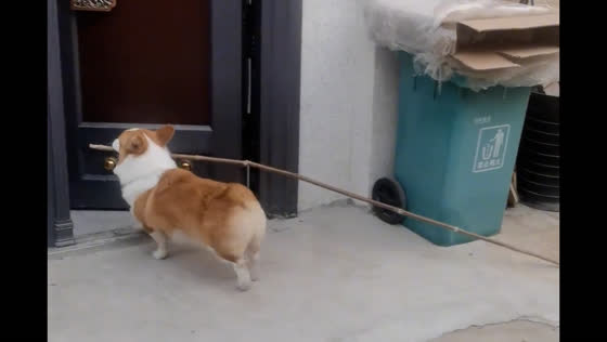 Corgi figures out how to carry oversized stick through gate