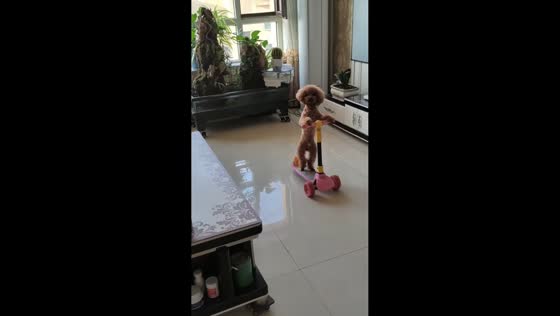 Dog rides scooter on two feet in living room in Xinjiang, China
